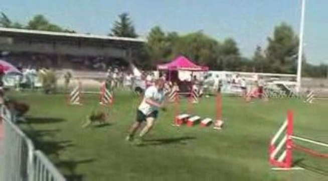 Trophée agility par equipe Montelimar 2009