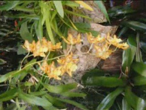 Le jardin orchidées à funchal Madère