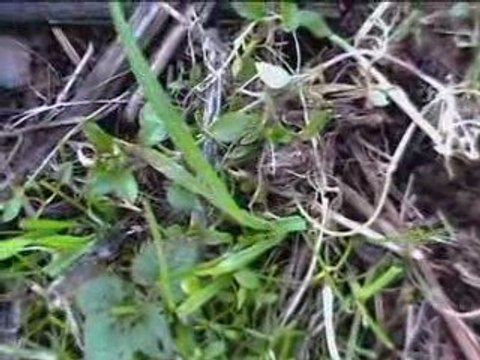 La Borde - Pas des Escales