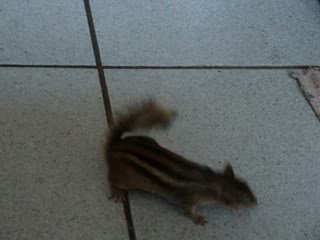 Ti bouchon ondule en voyant la serpillère