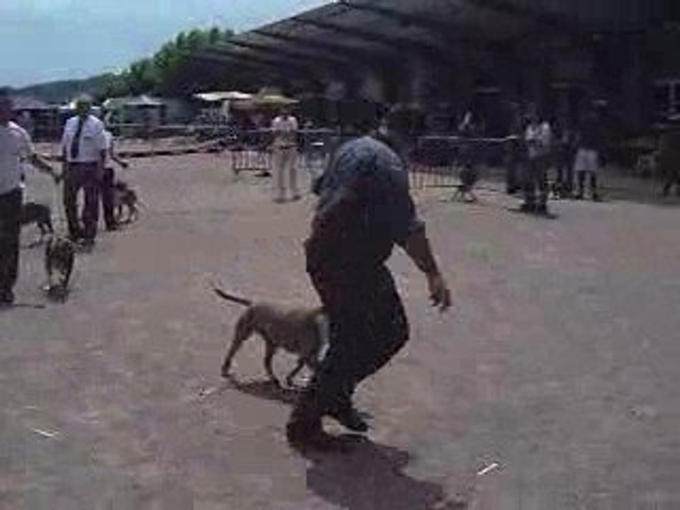 EXPOSITION CANINE DE CHATEL GUYON (63)