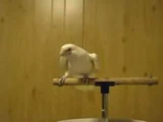 Hors serie Glass - stomp