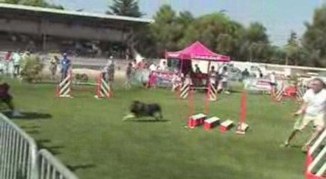 Trophée agility par equipe Montelimar 2009