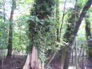 vidéos canards   8. 2009 (1)