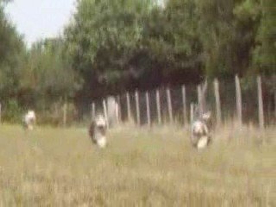 Estrela & Bearded Collie 08 2009