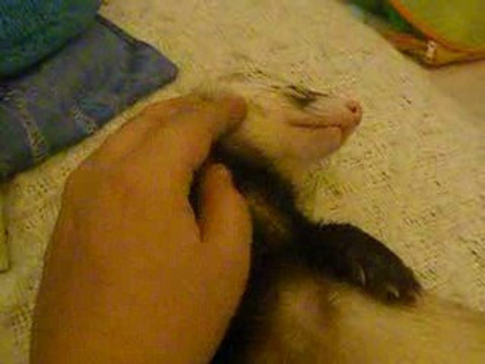gpp calin
