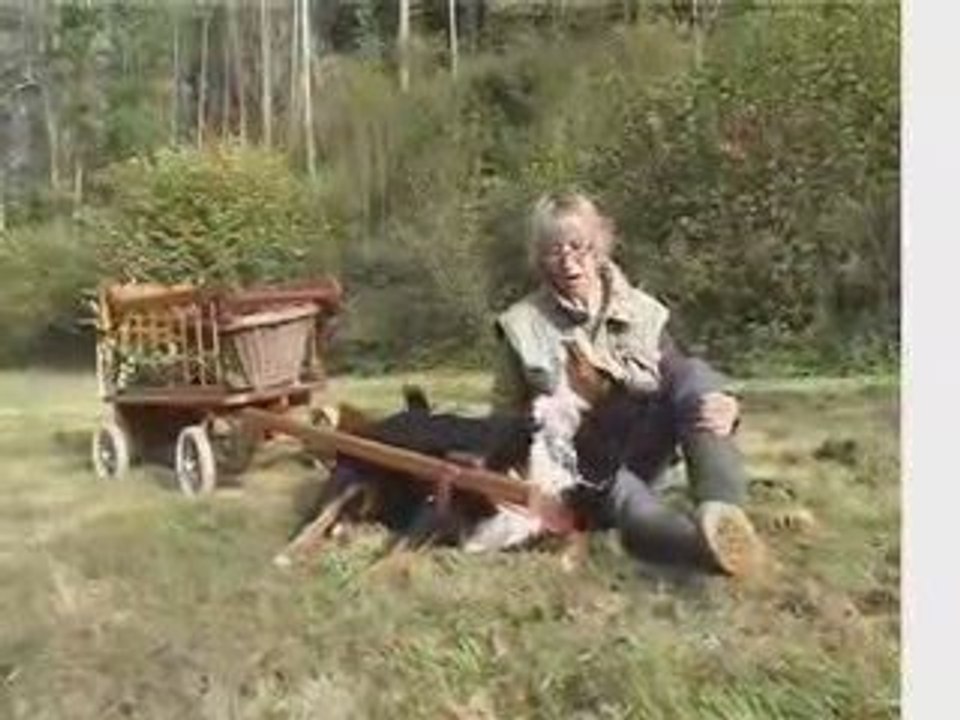 bouvier des Flandres en démonstration d'attelage