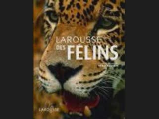 les felins