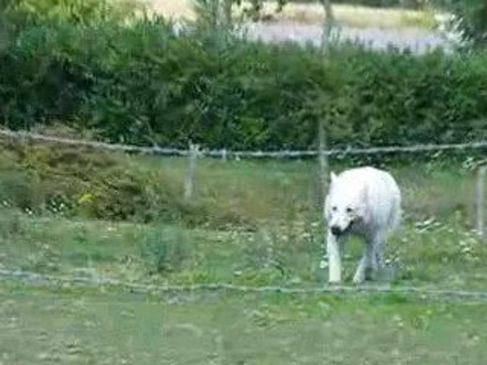 berger blanc suisse qui joue