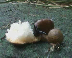 In Classical Mood A Night at the Ballet suite(2)