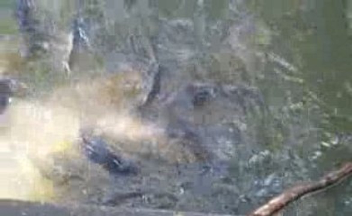 carpe