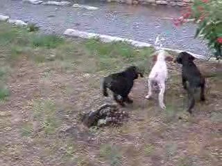 Premiers arrêts des chiots de Bayla 2