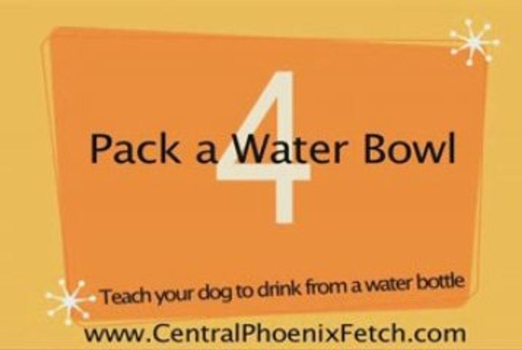 boarding phoenix az,dog kennel phoenix