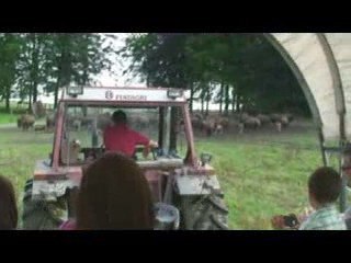 Bisons (2) - Ardennes belges