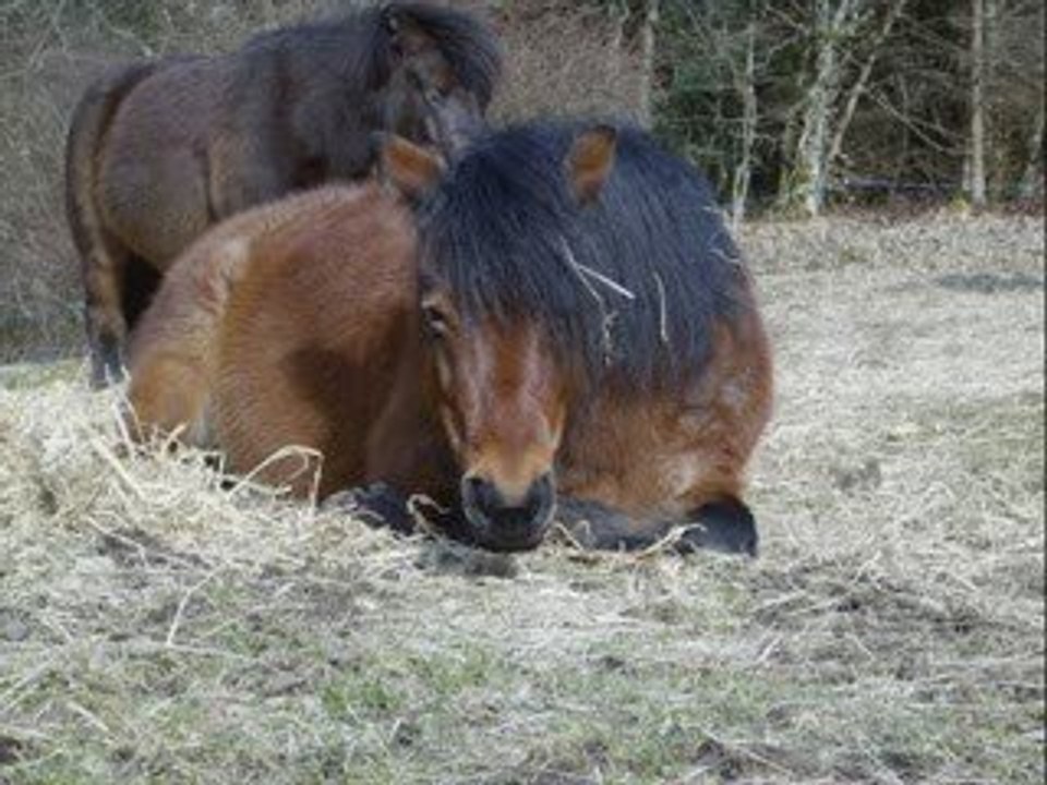 Les poneys du centre équestre de la Brasserie