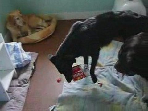 cayenne et tina qui joue avec une bouteille