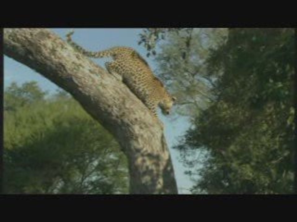 L'oeil du léopard 2/5