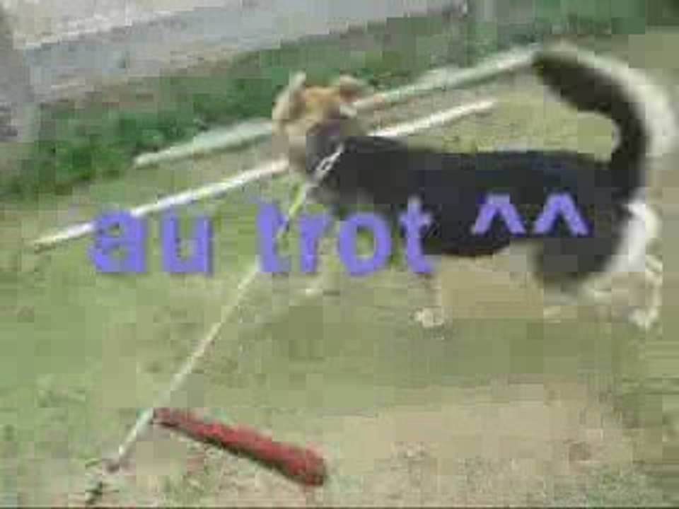 Kaya