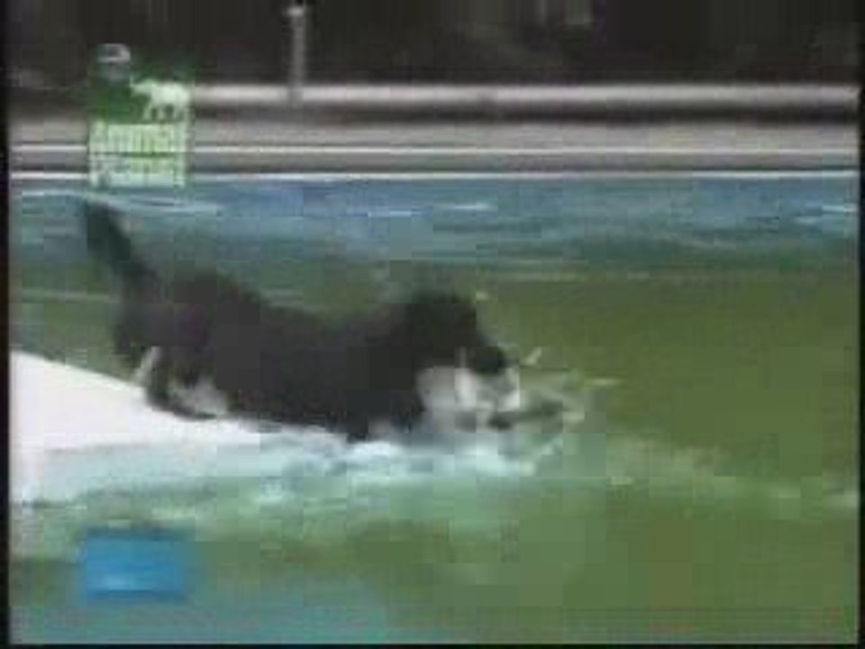 Cachorro esperto_xvid