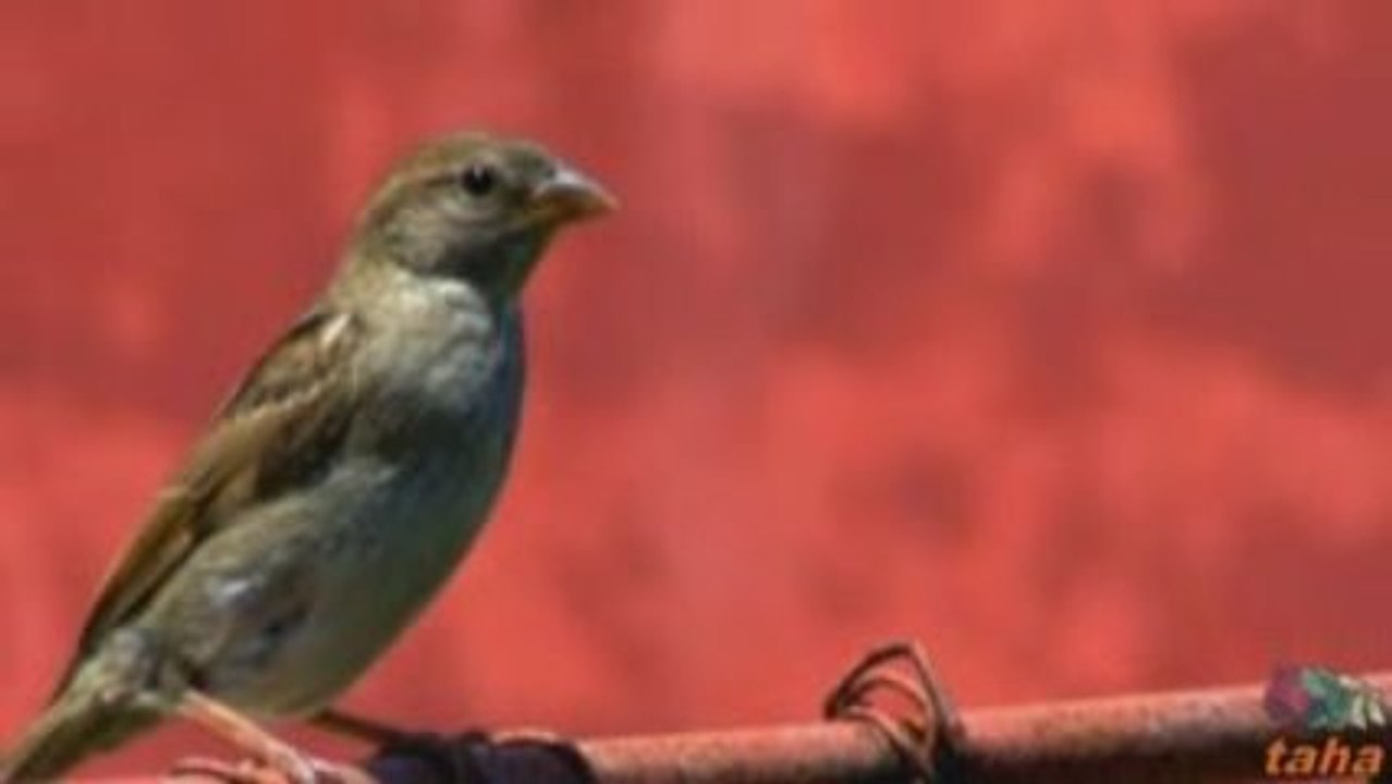 Konma Bülbül Konma Nergiz Dalina - www.tahapinar.com