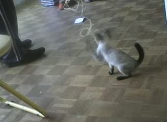chaton  siamois
