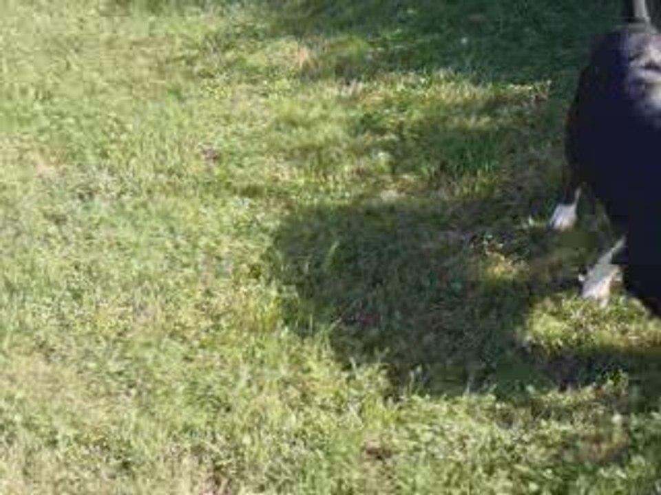 bull terrier deymon et loco