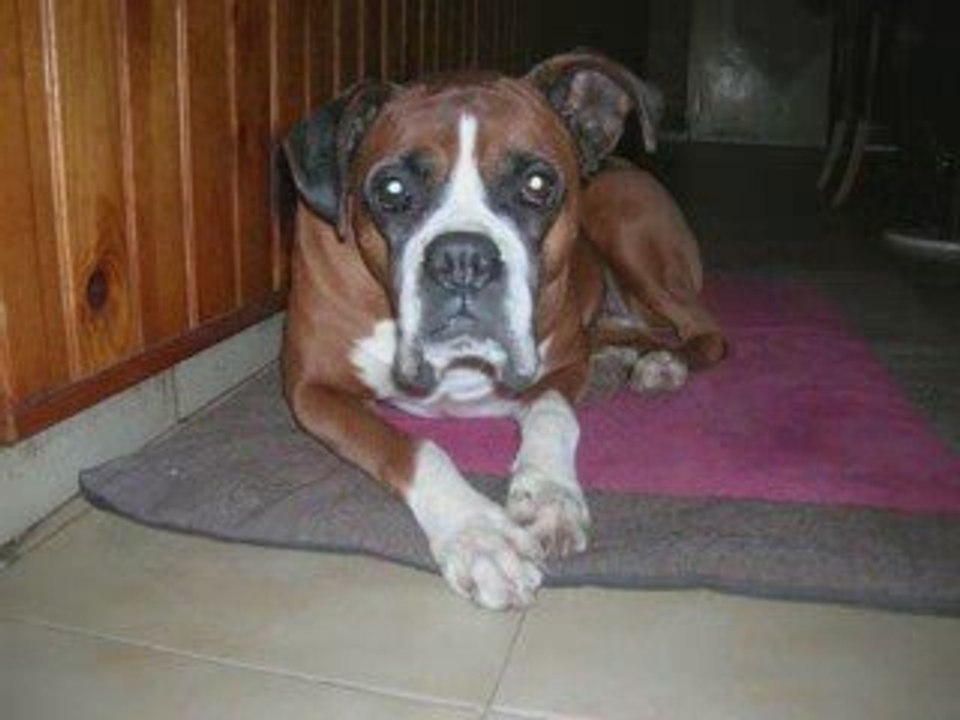 Pinsy 1999 2009 meilleur ami de l'homme