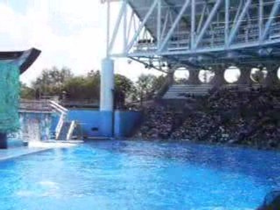 Orques - SeaWorld Orlando FL