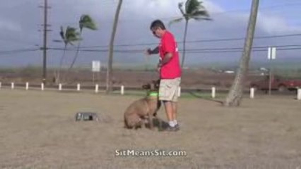 Sit Means Sit Dog Training Basic Obeidence