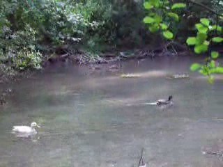 vidéos canards   8. 2009