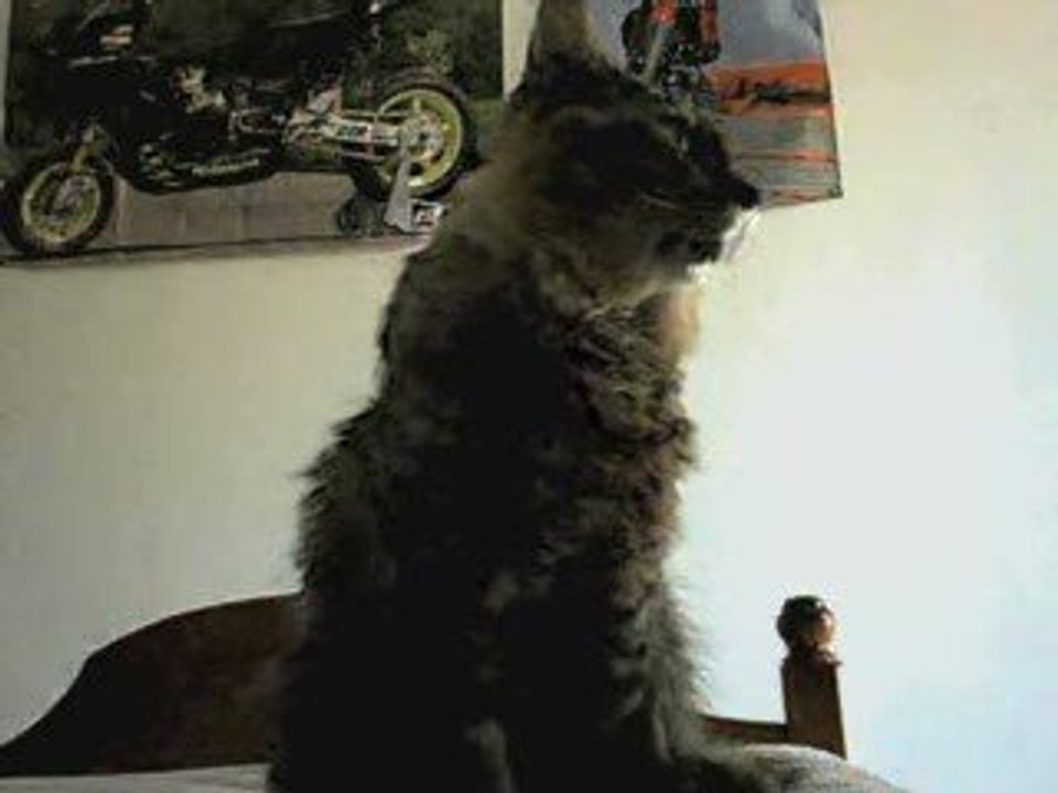 mon chat xd