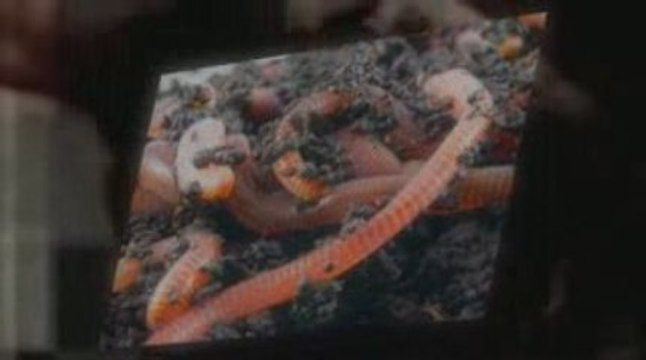 Start Composting Worms