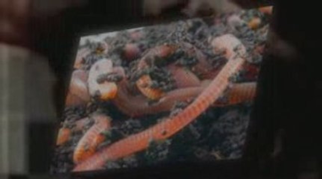 Start Composting Worms