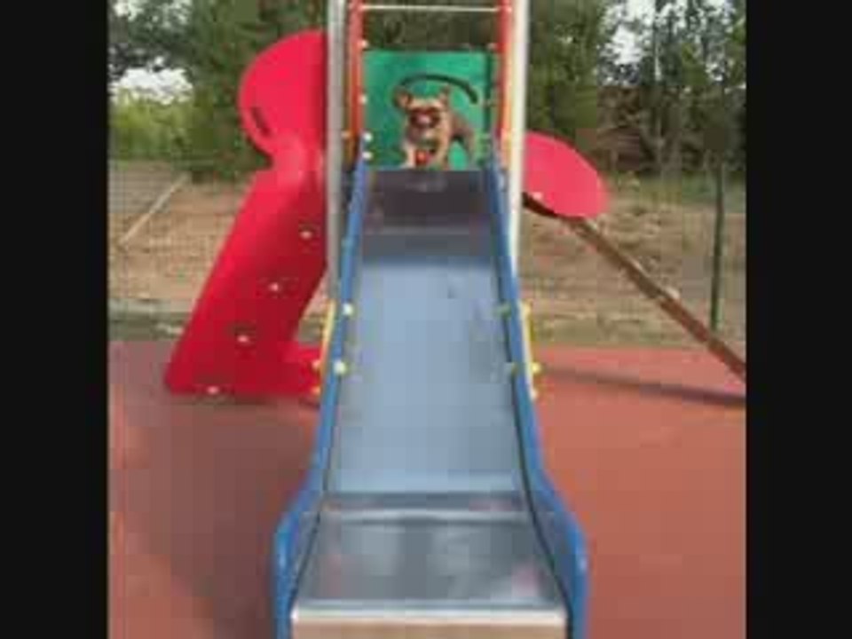 cannelle au parc pour enfant bouledogue