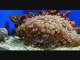 Nouvelle-Calédonie : Aquarium de Nouméa
