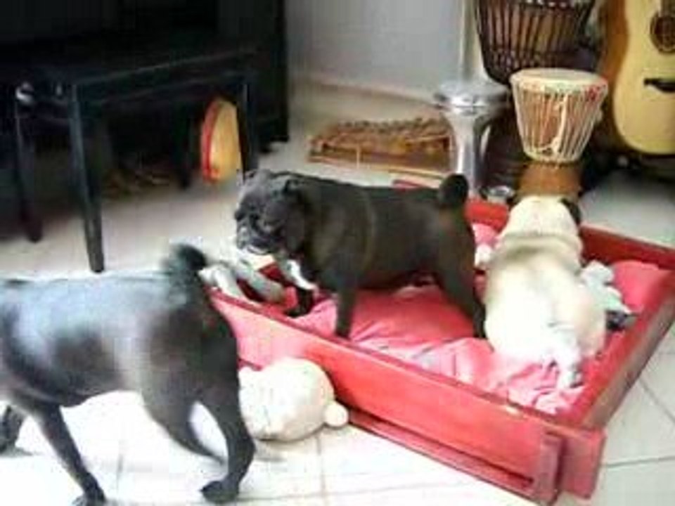 Dali en visite chez sa maman Péipta !!!!