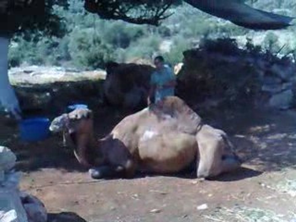 Safari  -Chameau