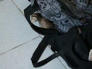 KitKat et Naïade jouent