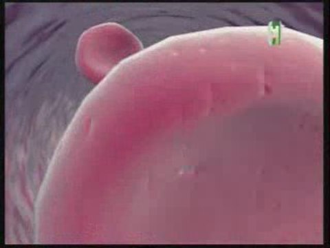 LE CORAN ET LES VERTUS DE L'HUILE D'OLIVE