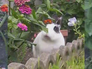 chipette, panpan, bigoudie