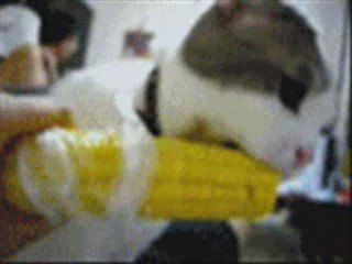 shiny toy guns ~ Stripped (Bloem)