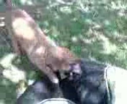 eros du feu de wotan le 10 aout 2009 (2mois) partie numero2