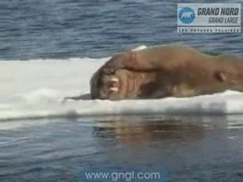 Spitzberg streching sur la banquise