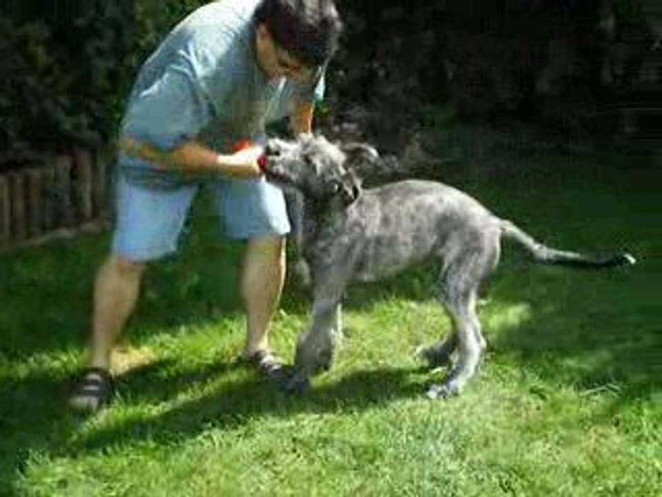 Der irische wolfshund