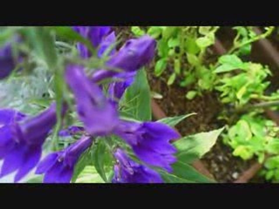 TEST4 - SORTIE WMV 480x360