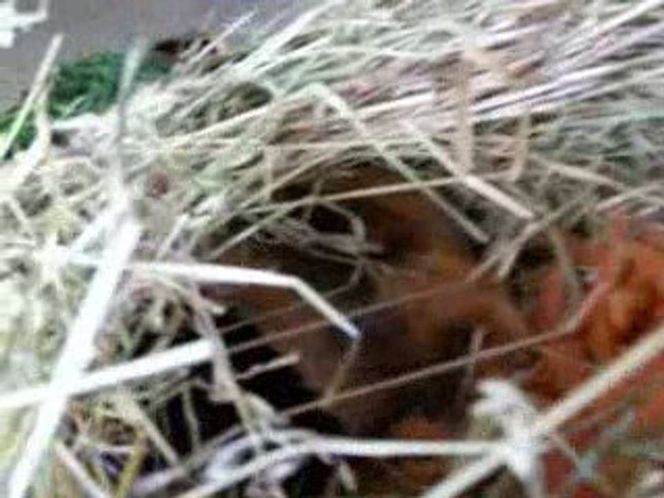 Les petites mistinquètes !!