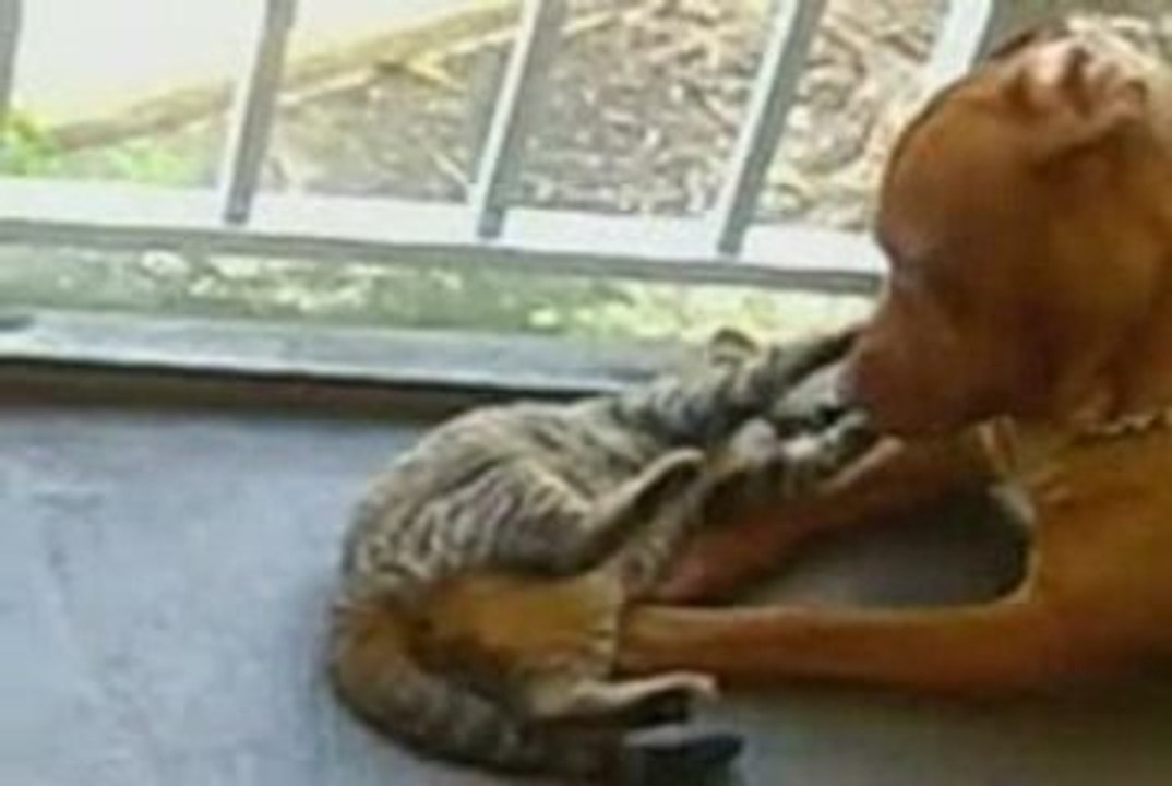 PITBULL E AMIGO