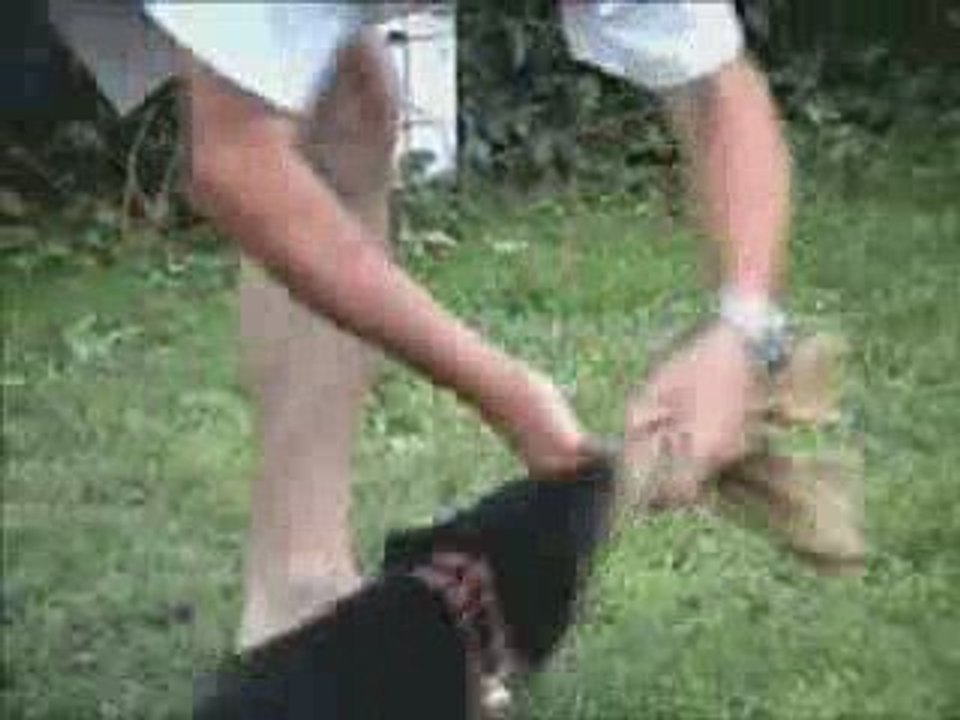 Arai, petite beauceronne de 2 mois