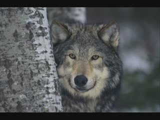 Save the Wolves