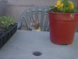 Chipette qui saute et petit jeux